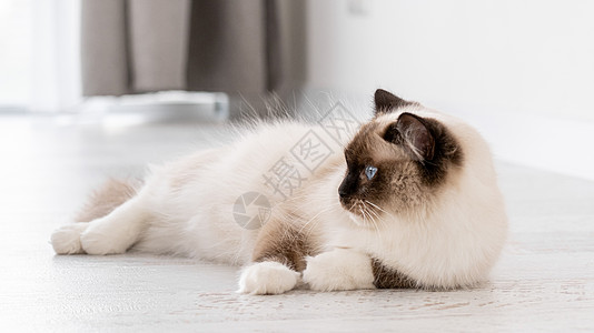 Ragdoll 猫肖像动物过敏感情饲养员白色毛皮布娃娃蓝色哺乳动物爪子图片