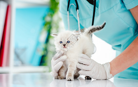 兽医诊所的Ragdol小猫宠物专家医疗动物毛皮爪子检查眼睛哺乳动物医院图片