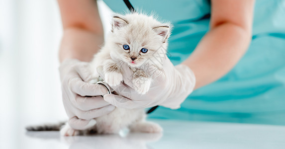 兽医诊所的Ragdol小猫毛皮医院眼睛哺乳动物白色爪子布娃娃医疗宠物猫咪图片