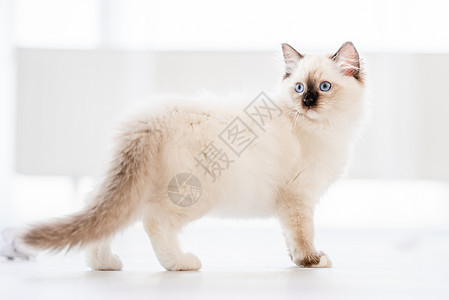 灯光室的拉格多猫爪子哺乳动物工作室白色猫咪宠物动物眼睛毛皮蓝色背景图片