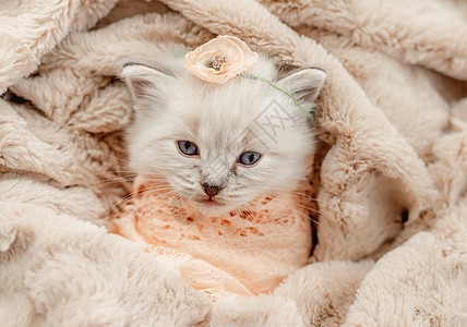 Ragdol 小猫照像新生儿风格动物工作室白色眼睛猫咪哺乳动物新生布娃娃婴儿孩子们图片