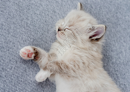 Ragdol 小猫照像新生儿风格哺乳动物动物白色新生宠物猫咪眼睛布娃娃爪子毛皮图片