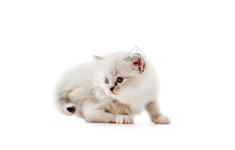 Ragdoll 小猫在白色背景中被孤立宠物猫咪孩子们毛皮布娃娃爪子动物婴儿眼睛蓝色图片