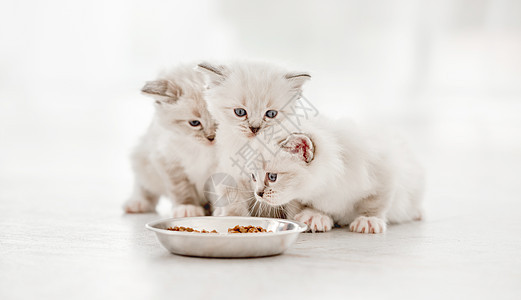 Ragdoll 演播室猫猫布娃娃孩子们猫咪动物哺乳动物白色盘子食物眼睛婴儿图片
