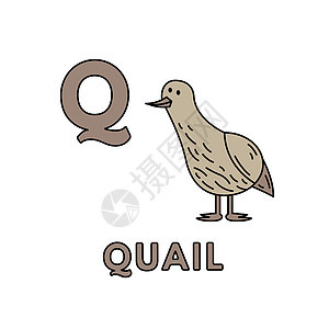 向量动物按字母顺序排列 Quail I说明图片