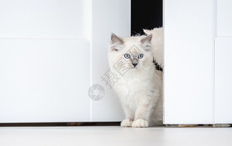 灯光室的拉格多猫毛皮猫咪宠物爪子动物工作室蓝色哺乳动物白色眼睛背景图片