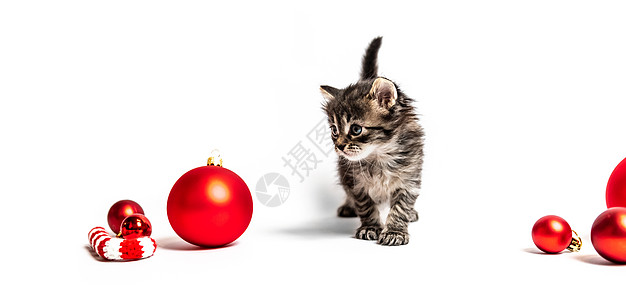 红球的小毛小猫眼睛虎斑尾巴工作室动物成人猫咪哺乳动物婴儿头发图片