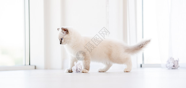灯光室的拉格多猫毛皮爪子工作室哺乳动物动物蓝色眼睛白色宠物玩具图片