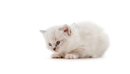 Ragdoll 小猫在白色背景中被孤立猫咪爪子工作室孩子们动物布娃娃眼睛宠物毛皮哺乳动物图片