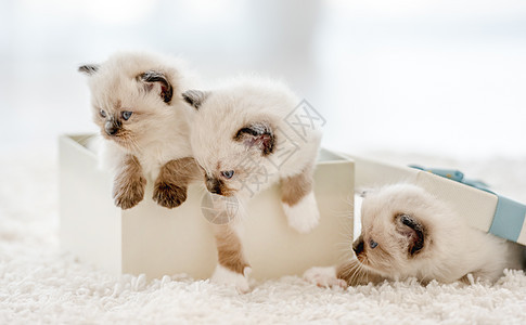 装在礼物盒里的拉格多小猫布娃娃血统婴儿展示花瓣惊喜盒子宠物动物礼物图片