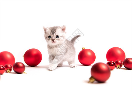 红球的小毛小猫短发哺乳动物宠物猫咪成人眼睛毛皮工作室头发动物图片