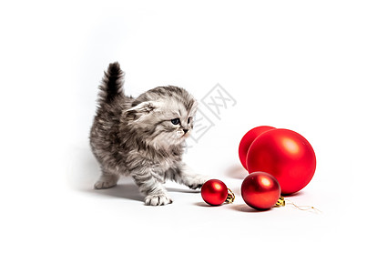 红球的小毛小猫哺乳动物头发猫咪宠物婴儿短发动物毛皮眼睛工作室图片