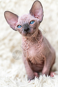 可爱的加拿大Sphynx猫猫肖像 一只大蓝眼睛坐着图片