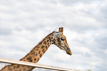 蓝天上有着奇异长颈鹿的肖像 野生生物中的白云图片