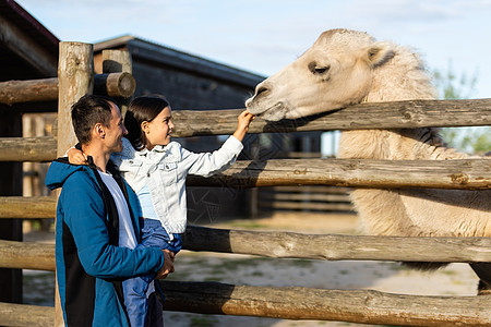 美丽的小女孩喂骆驼 在动物园的渡假室里图片