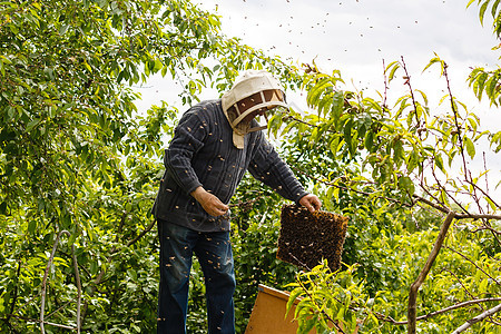 捕捉蜂群养蜂人群动物森林养蜂业蜂巢蜂窝蜂房植物学攻击殖民地图片