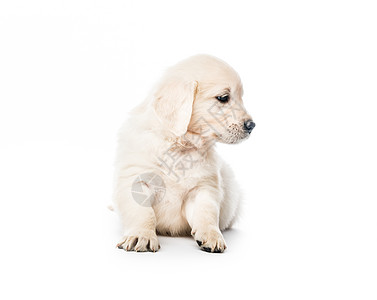 独坐的金色寻金小狗幼兽伴侣血统金发女郎金发哺乳动物毛皮动物白色宠物图片