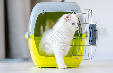 拉格多尔猫 里面随身携带爪子篮子白色工作室运输猫咪宠物蓝色哺乳动物毛皮图片