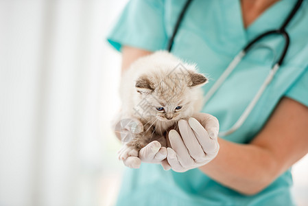 兽医诊所的Ragdol小猫哺乳动物医院布娃娃检查宠物蓝色猫咪爪子医生动物图片