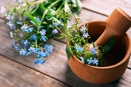 忘记我 不要忘记花朵砂浆肌炎植物学草本环境生态草本植物雏菊花束花瓣图片