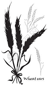 小麦的耳朵绑 白色背景上的黑色剪影图片