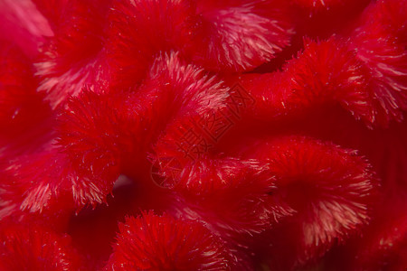 红色底底花朵模式玫瑰植物花瓣宏观图片