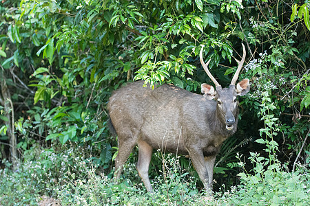 Khao Yai国家公园的Sambar男性食草水鹿场地动物野生动物荒野国家棕色森林图片