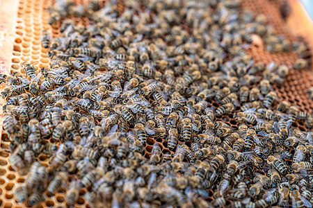蜜蜂蜂窝 蜂蜜生产中的蜡框架养蜂人蜂巢花粉细胞药品养蜂业农场农业梳子房子图片