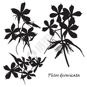 母亲节剪影组花福禄考与叶子 白色背景上的黑色剪影插画