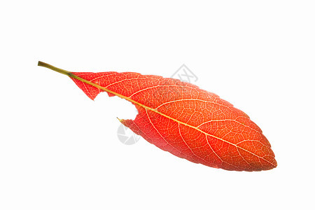 白色背景的红叶红色黄色森林季节性树叶橙子植物群季节图片