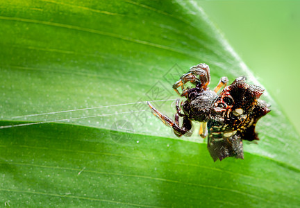 绿背景树叶上的大型蜘蛛动物动物群野生动物叶子花园昆虫绿色眼睛跳跃捕食者图片