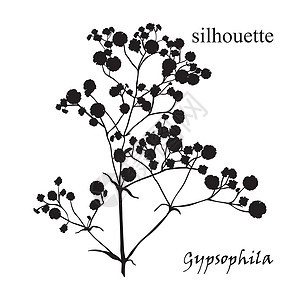 美丽的手绘剪影 gypsophil 的分支植物插图铭文枝条艺术卡片风格花束装饰绘画背景图片