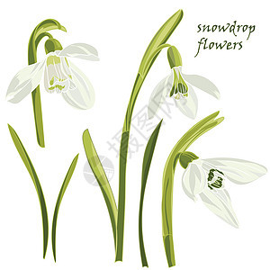 设置美丽的雪花莲花插图装饰季节花瓣叶子艺术生日植物群植物花园图片