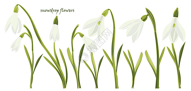 设置美丽的雪花莲花叶子野花植物学植物插图植物群季节艺术风格婚礼图片