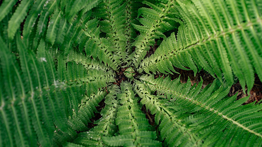 绿色植物的中央部分特写 古迹植物叶子上的顶端视图 Florral 背景绿色丛林衬套花园森林阳光杂草情调热带荒野图片