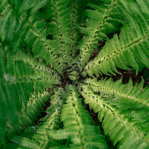 绿色植物的中央部分特写 古迹植物叶子上的顶端视图 Florral 背景异国绿色树叶杂草衬套热带阳光森林情调丛林图片