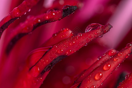 莲花花瓣的宏背景滴数百合植物花园热带宏观粉色叶子紫色图片