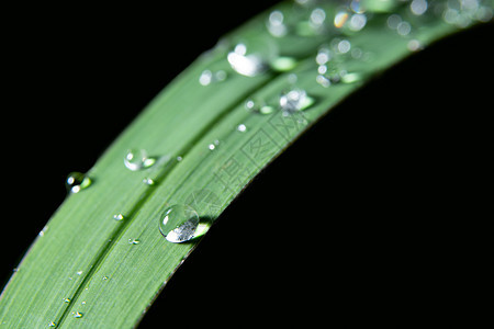 叶子上的水滴飞沫植物绿色生活宏观树叶图片