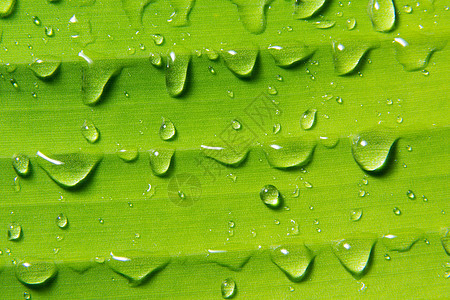 叶子上的水滴生活绿色树叶飞沫植物宏观图片