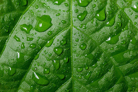 叶子上的水滴树叶绿色生活植物飞沫宏观图片