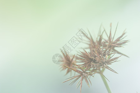 野花背景白色绿色乡村黄色季节场地草地植物太阳花朵图片