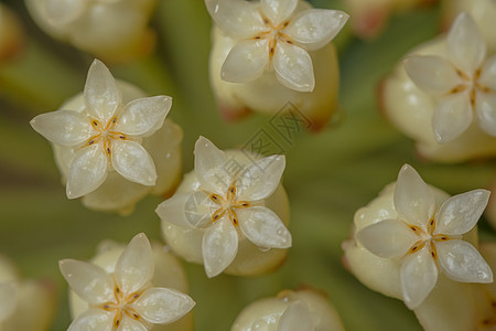 Hoya 白花花宏图片