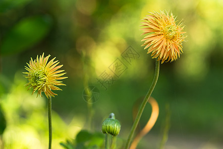 绿色背景 黄色花朵植物群植物叶子白色花园图片