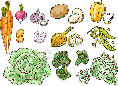 矢量图蔬菜收成厨房花园食物萝卜菜单饮食菜花美食插图图片