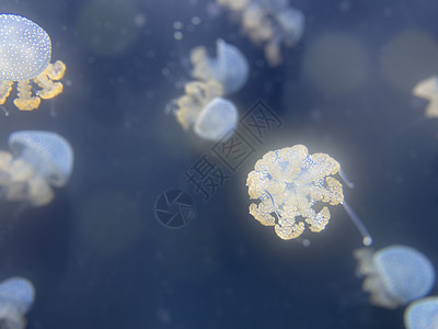 在水中跳舞的水母 也被称为浮铃 澳大利亚斑点水母 棕色水母或白点水母 它原产于西太平洋荒野海洋情调异国触手水族馆自然蓝色海洋生物图片