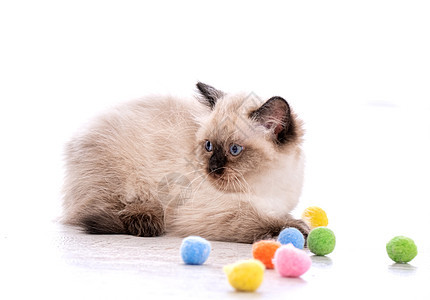 玩玩具游戏饲养员乐趣猫咪小猫白色蓝色动物过敏毛皮哺乳动物图片