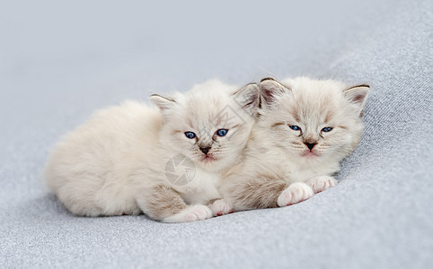 Ragdol小猫照像新生儿风格布娃娃新生蓝色婴儿哺乳动物孩子们白色眼睛宠物工作室图片