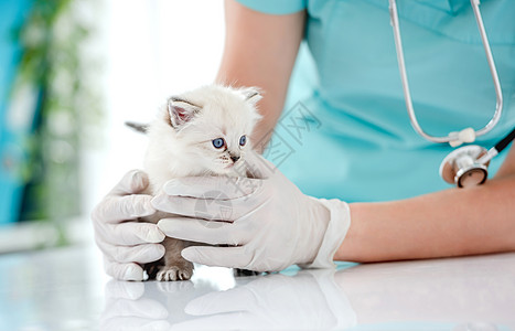 兽医诊所的Ragdol小猫哺乳动物医院专家眼睛爪子蓝色医疗布娃娃毛皮动物图片