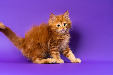 年轻的红色经典小可爱猫咪 小心翼翼地向外望去 在紫色背景上抬起尾巴图片