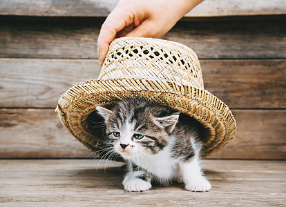帽子下的小猫咪条纹好奇心小猫宠物虎斑猫咪白色猫科动物哺乳动物图片